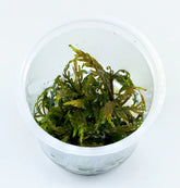 ADA 鋸齒太郎 Hygrophila pinnatifida IC202